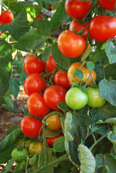 tomato-variety-sclus-vc1v-l